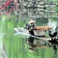 CHINE 2009-pêcheur cormorans 1