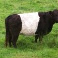 Une vache irlandaise